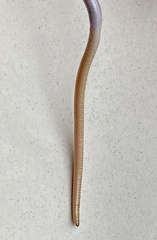 Aprasia repens