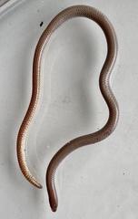 Aprasia repens