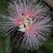 Barringtonia racemosa - Photo (c) 葉子, algunos derechos reservados (CC BY-NC-ND), uploaded by 葉子