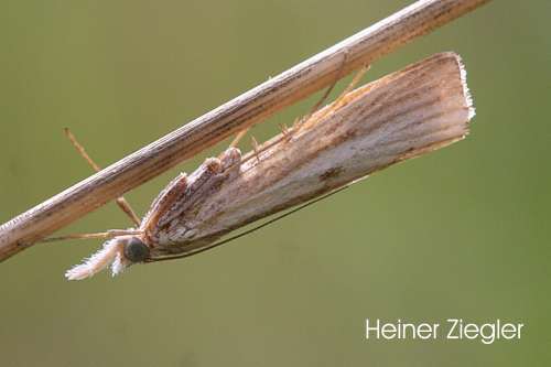 Barred Grass-veneer