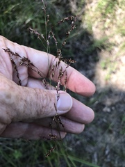 Tridens flavus flavus