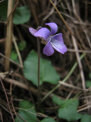 Viola epipsiloides