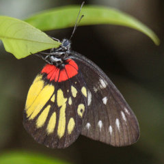 Delias pasithoe thyra