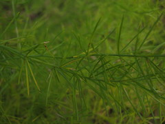 Asparagus dauricus