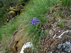 Phyteuma scheuchzeri