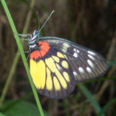 Delias pasithoe thyra