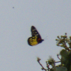 Delias pasithoe thyra