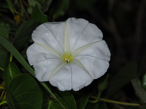 Ipomoea violacea iNat (2)