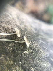 Mycena vitilis