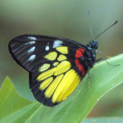 Delias pasithoe thyra