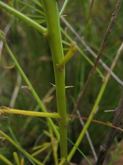 Asparagus dauricus