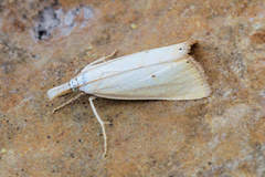 Xanthocrambus saxonellus