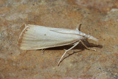 Xanthocrambus saxonellus