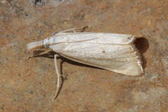 Xanthocrambus saxonellus