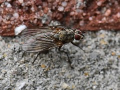 Hylemya vagans
