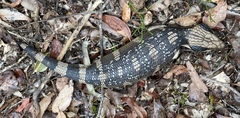 Tiliqua occipitalis