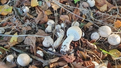 Agaricus