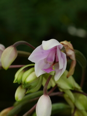 Spathoglottis