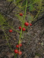 Asparagus dauricus