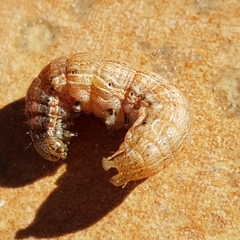 Noctuidae