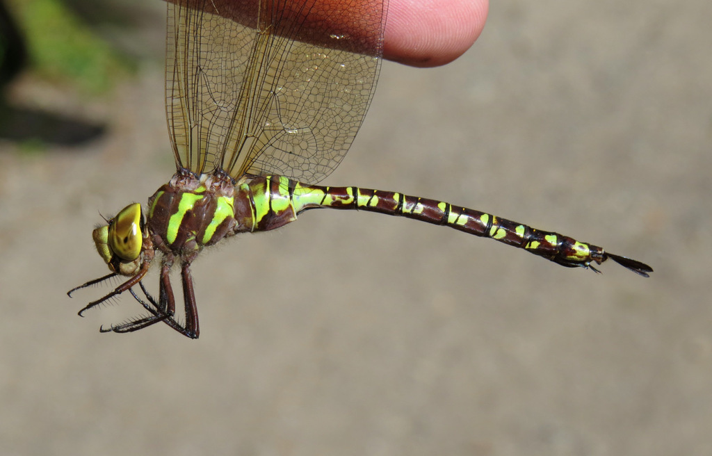 Lance-tipped Darner