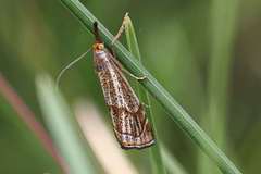 Thisanotia chrysonuchella
