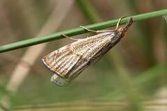 Thisanotia chrysonuchella