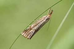 Thisanotia chrysonuchella