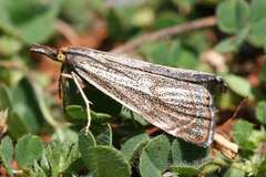 Thisanotia chrysonuchella