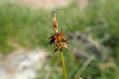 Carex macrostylos