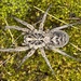 Union-Jack Wolf Spiders - Photo (c) Loxley Fedec, some rights reserved (CC BY-NC), uploaded by Loxley Fedec