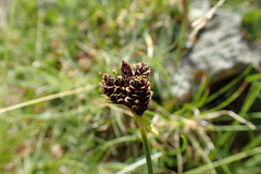 Carex parviflora