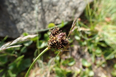 Carex parviflora
