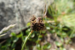 Carex parviflora