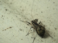 Mesopsocus immunis