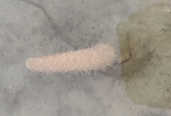 Veretillidae