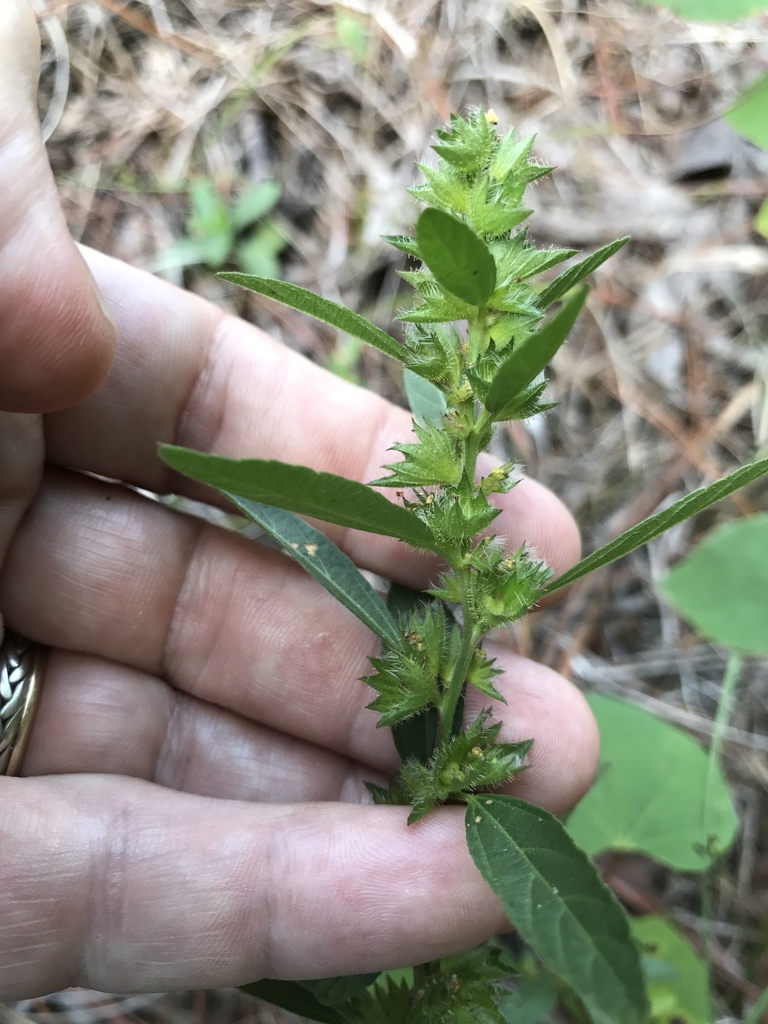 Acalypha gracilens 2