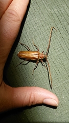 Ochrocydus huttoni