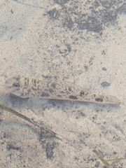 Yongeichthys nebulosus