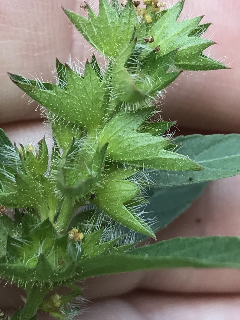Acalypha gracilens 3