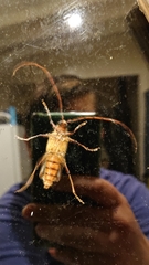 Ochrocydus huttoni