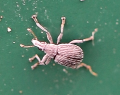 Oxystoma craccae