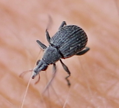 Oxystoma craccae