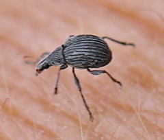 Oxystoma craccae