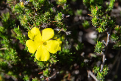 Hibbertia prostrata