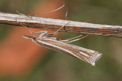 Ancylolomia disparalis Hübner, 1825