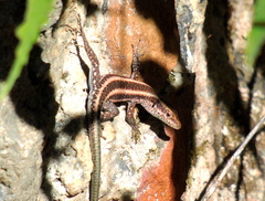 Anatololacerta ibrahimi