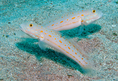 Valenciennea puellaris