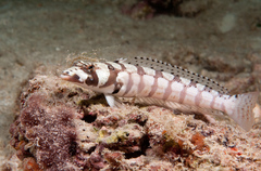 Parapercis tetracantha