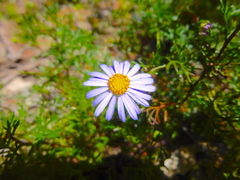 Brachyscome multifida